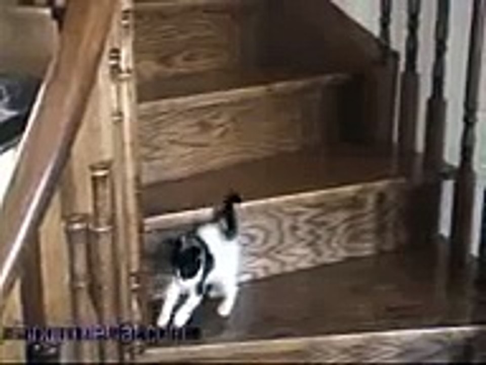 Kitten Falls down the Stairs