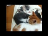 Sleeping Kittens - The Translation
