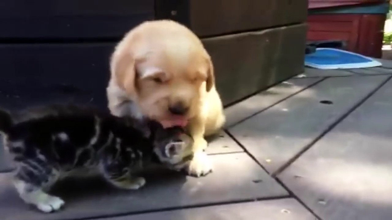 This Kitten Loves His New Friend, The Golden Retriever Puppy