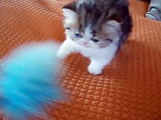 Purrerze s  Tea Cup  Bi-Color Tabby Persian Kitten!