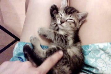 Sleepy kitten  I don t wanna wake up!