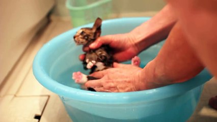 Dad give the kitten a bath. 猫 にゃー  父 はいはいはーい