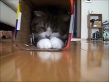 Ce chat est un champion de la glissade sur carton