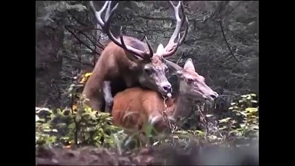 funny animals try not to laugh - Funny animals 29