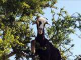 Gymnasts Goats that climb the tree