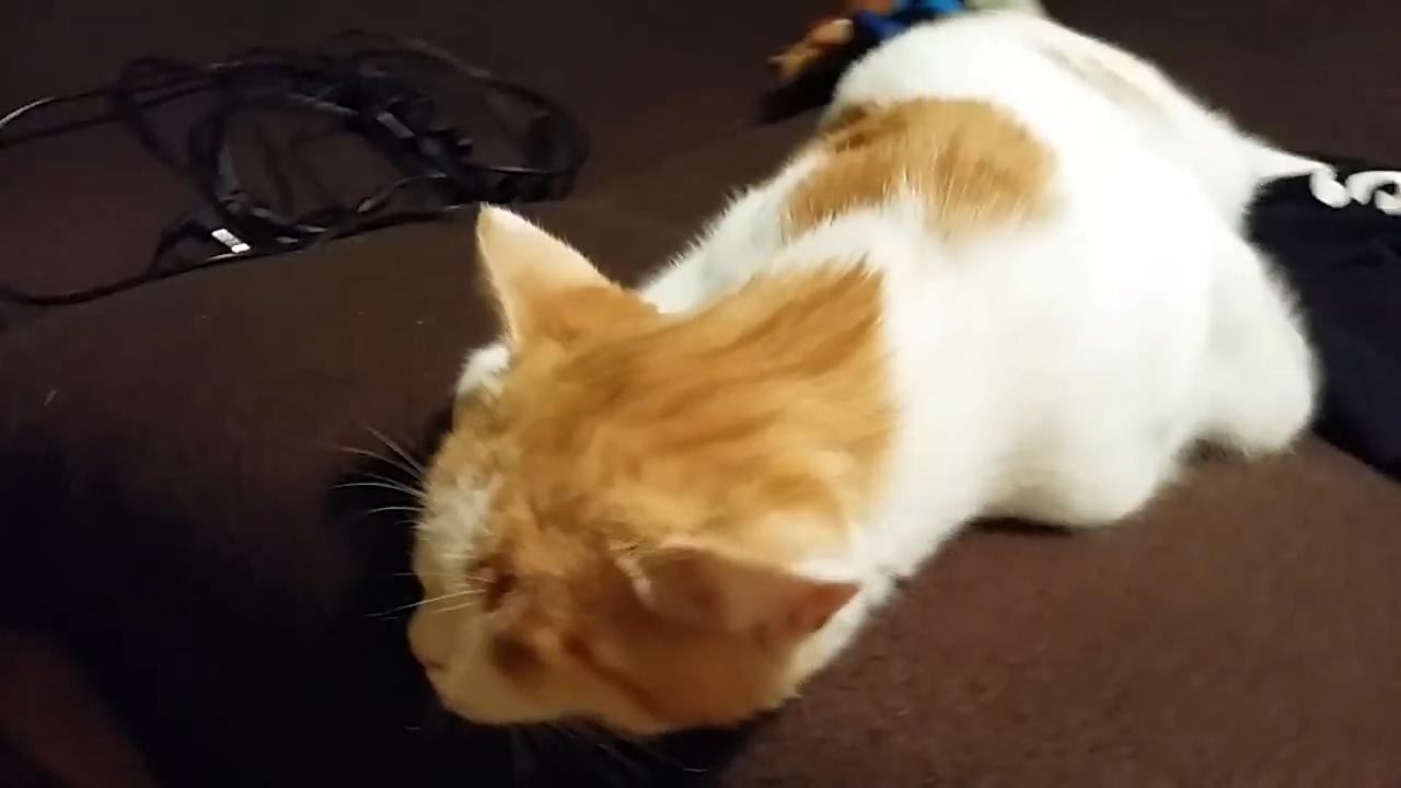 Sleeping cat