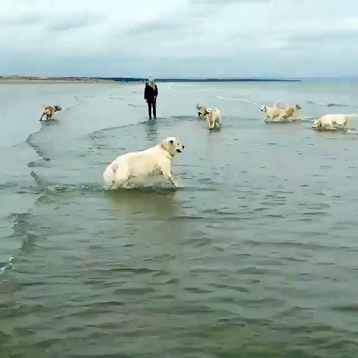 Dogs At The Beach