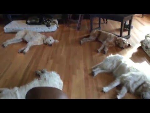 Dogs Exhausted After Easter Weekend 'Pawty'