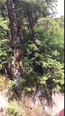 Il veut se la jouer rambo et chute du haut d'un arbre de 15m de haut : douloureux