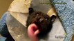 Rescued Bat, Megabat black male, flying fox, fruit, bat tounge
