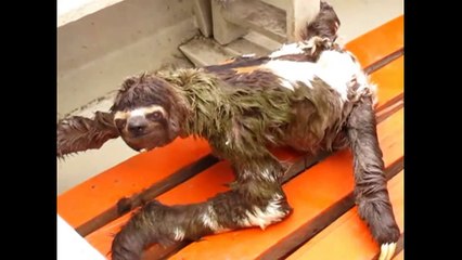 Cute Sloth - A Funny And Cute Sloth Videos Compilation 2015