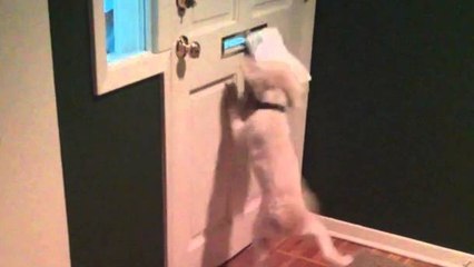 No Dog Hates The Mailman As Much As This Dog