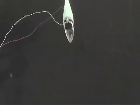 Robots swim with the fishes