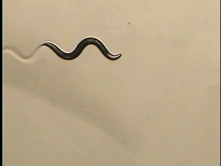 C. elegans responding to a touch stimulus