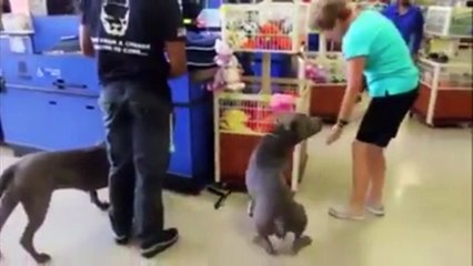 Pit Bull The Best Trained Dog In The world