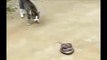 cat kill snake amazing must watch,amaizing vidoe
