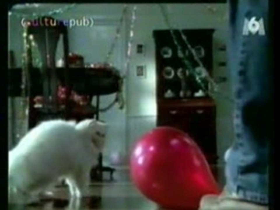 Chat qui meurt d'asphyxi