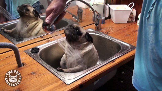 Epic Pet Baths (Adorably Hilarious Compilation)