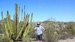 Organ Pipe Cactus National monument