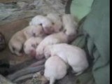 Petits chiots labrador