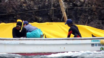 Taiji Dolphins Man handled on a skiff for Captivity and training 01/20/13