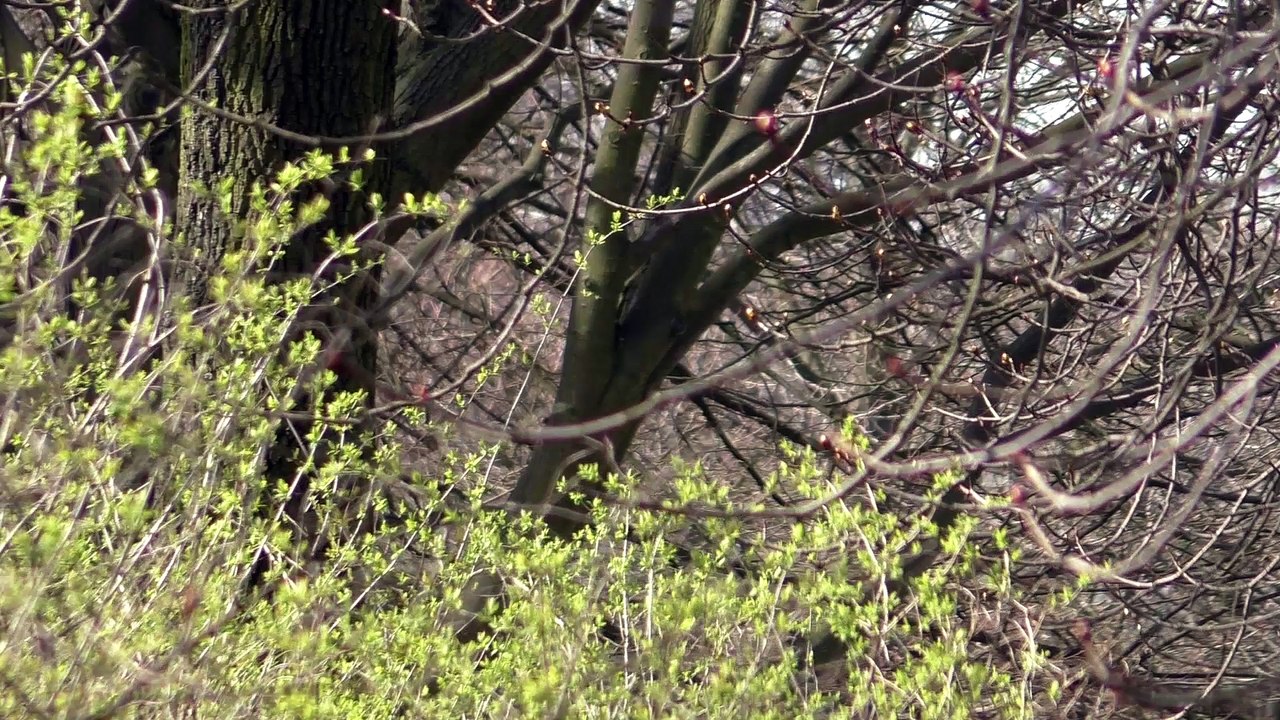 Wiosna na Stokach