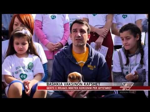 Qentë e rrugës mbeten kërcenim për qytetarët - News, Lajme - Vizion Plus