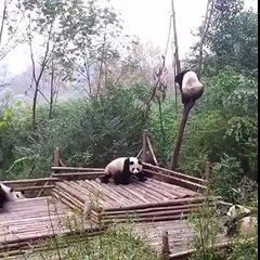 nice video of panda's playing