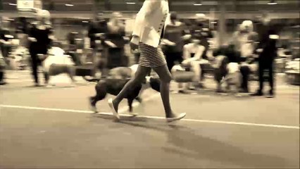 Bloodivine Venice Queen 'Prima' – Discover the Elegant Charm