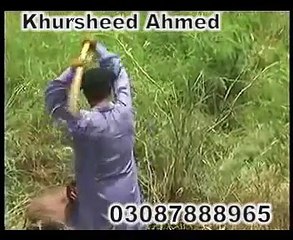 Wild Boar Attacks two People in Khanewal, Pakistan