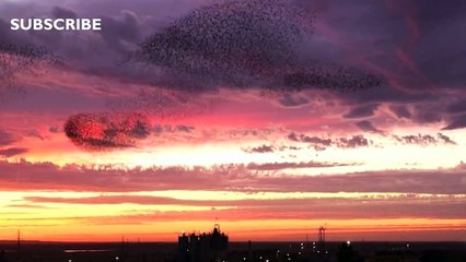 Starlings form spectacular dancing clouds over Israel - BBC News