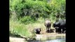 Rhino vs Buffalo - Rhino vs Bison,Bison vs Bison(Animals Fight Battle)