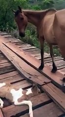 Da lontano vede un cavallo che è in pericolo: guardate come gli salva la vita! INCREDIBILE!