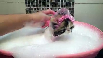 Kitty Takes A Bath