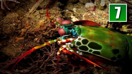 10 Animals You Didn t Know Existed