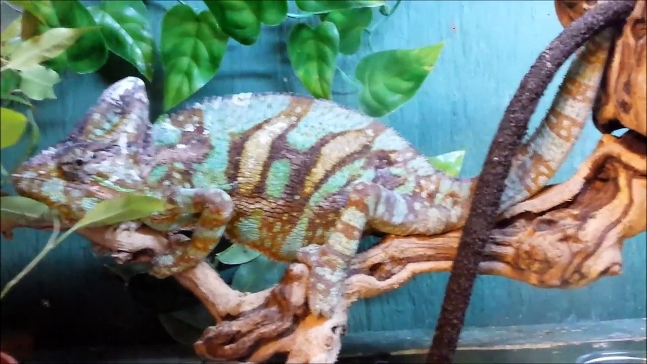 Snakes & Lizards