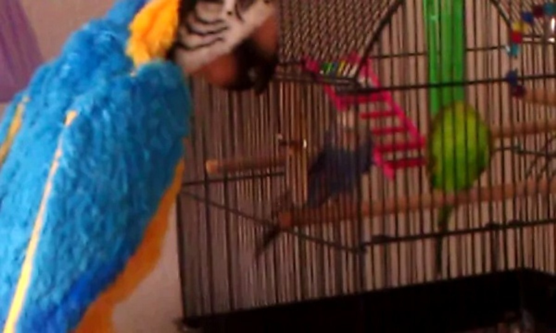 Parakeet sings lala-by to parrot