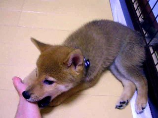 足の裏を舐めるのが好きな柴犬子犬まめた　shiba--inu-puppy