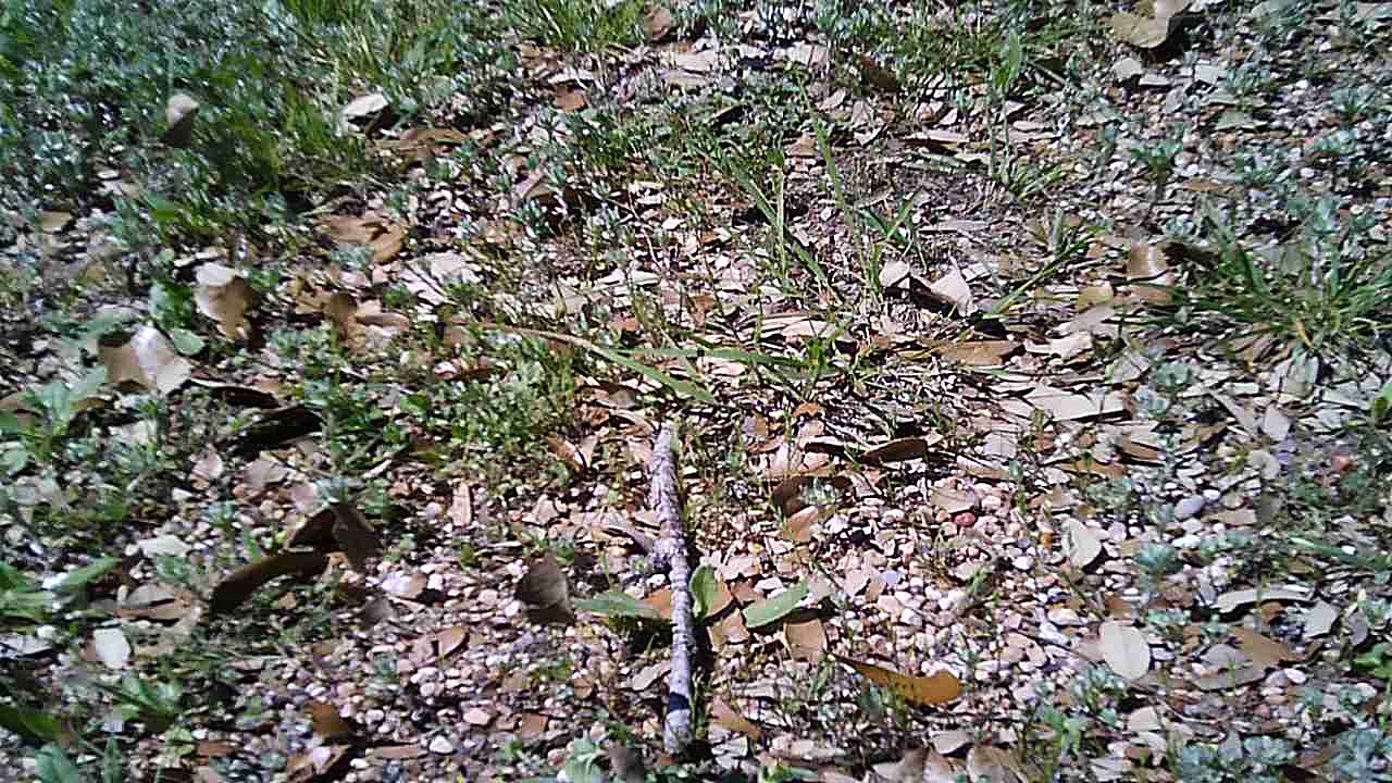 Drone at the park 1