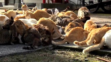 Cat Island Aoshima 猫の島青島物語　１０３