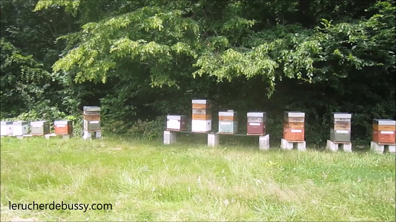 départ d'un essaim d'abeilles