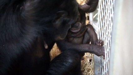 Bonobo-Baby Nila
