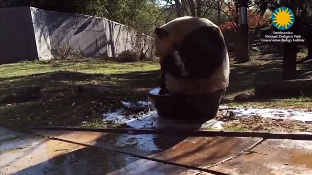 Giant panda Tian Tian makes a splash while taking a bubble bath at D.C. zoo