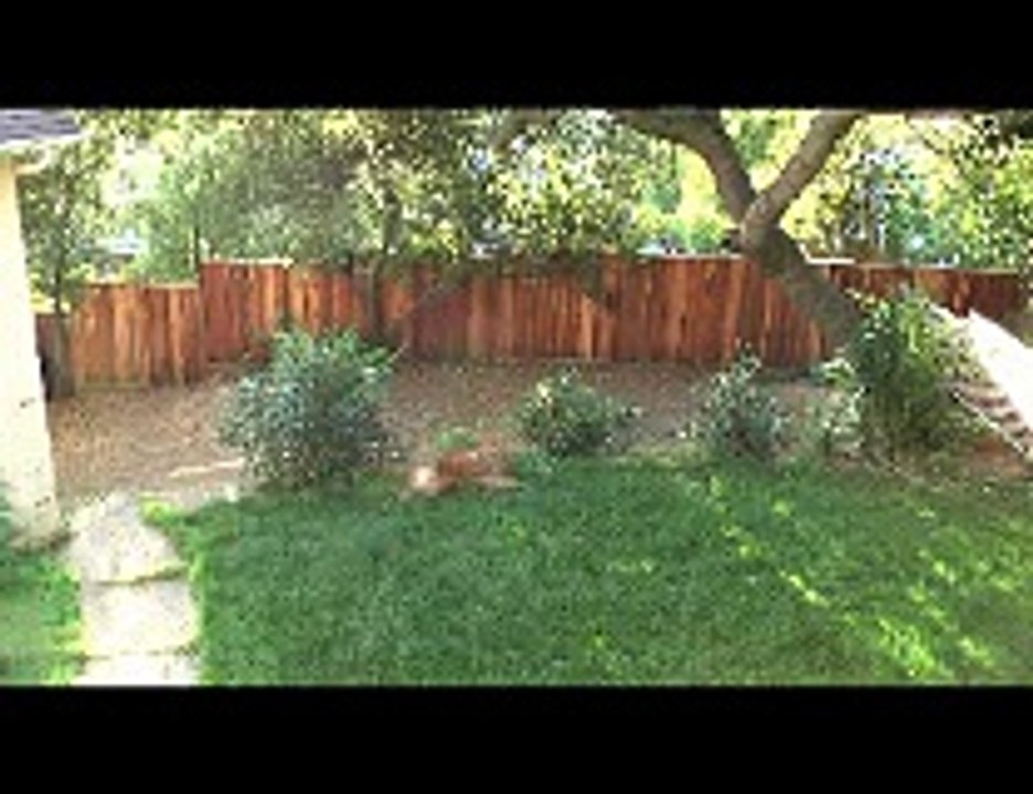 Dog Will Hunt