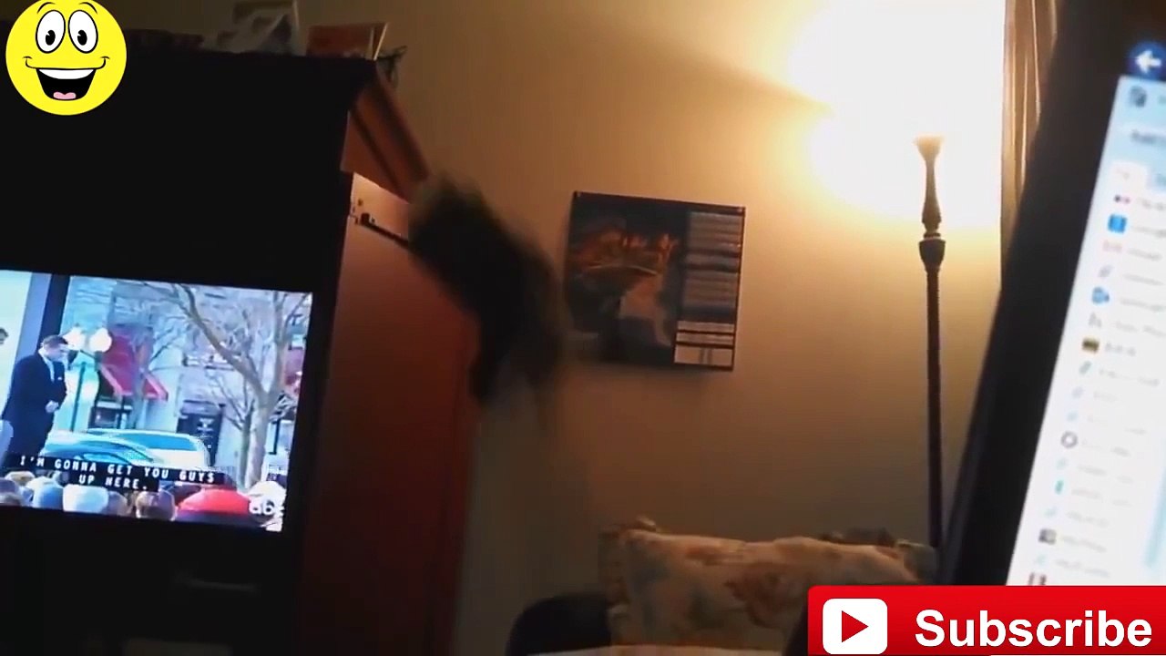 Fail de Chats
