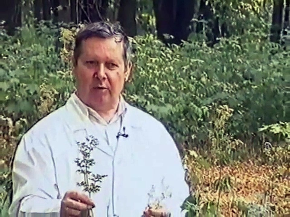 Лечение растениями лекарственными травами