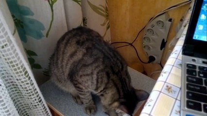 Кот разговаривает