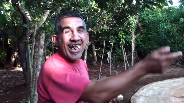 Peleas de gallos en cuba 215 . perros y gallos de oreja de vegas