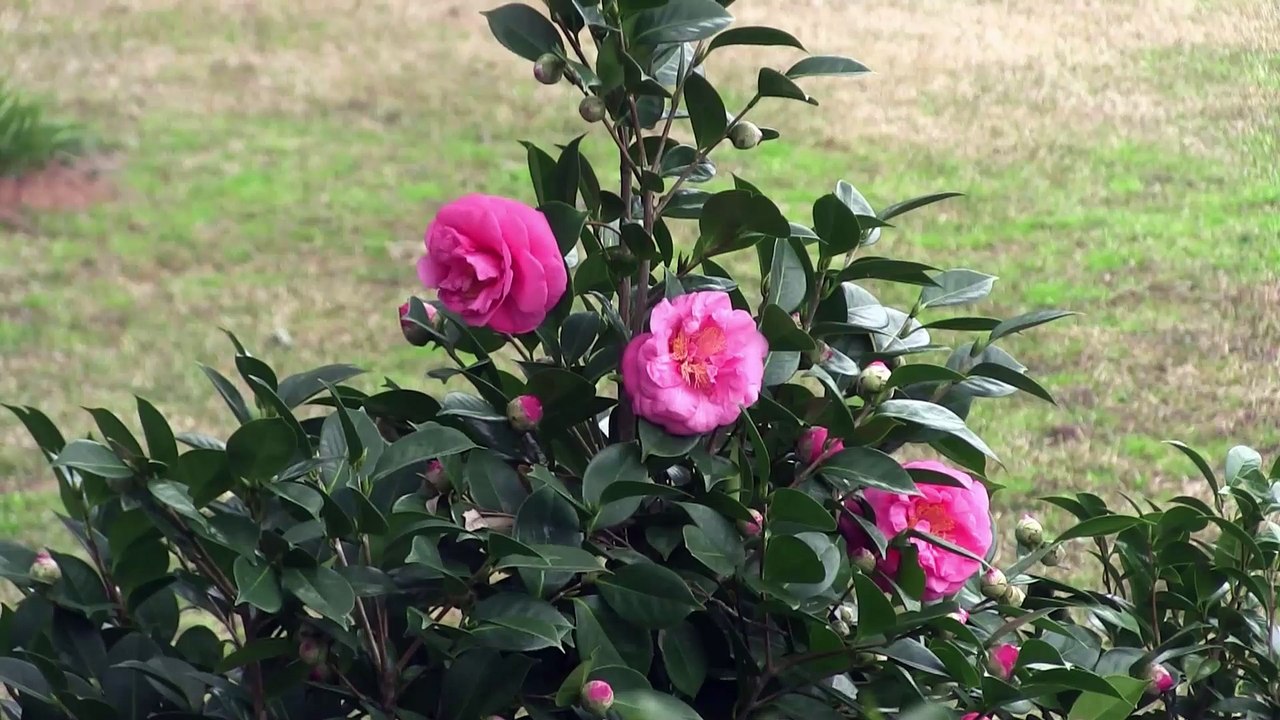 Port Royal Plantation Home Hilton Head Island | 4 Hartford Place Port Royal Plantation copy