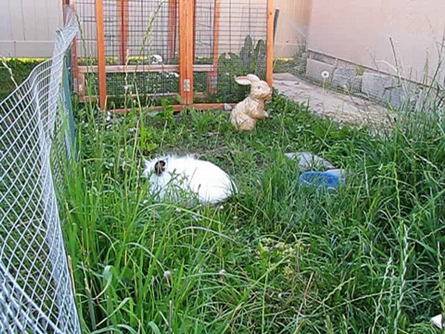 ⁣Lionhead Rabbit Hemi Big Foot